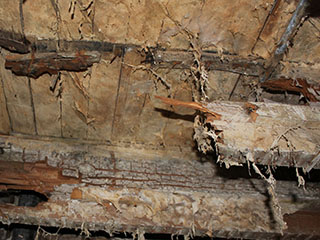 Dry rot