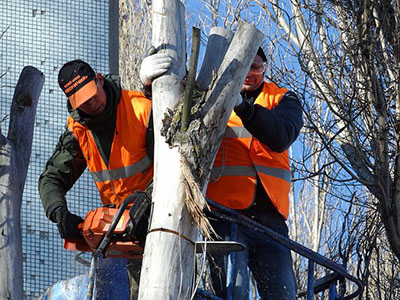 Tree felling