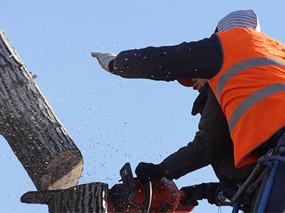 Tree surgeon